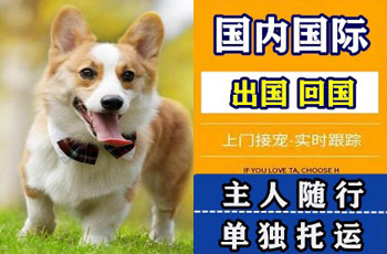 珠海市宠物托运公司珠海市宠物托运公司珠海市宠物托运公司