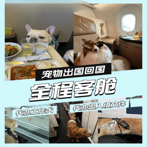 珠海市宠物托运到白俄罗斯宠物入境规定和要求